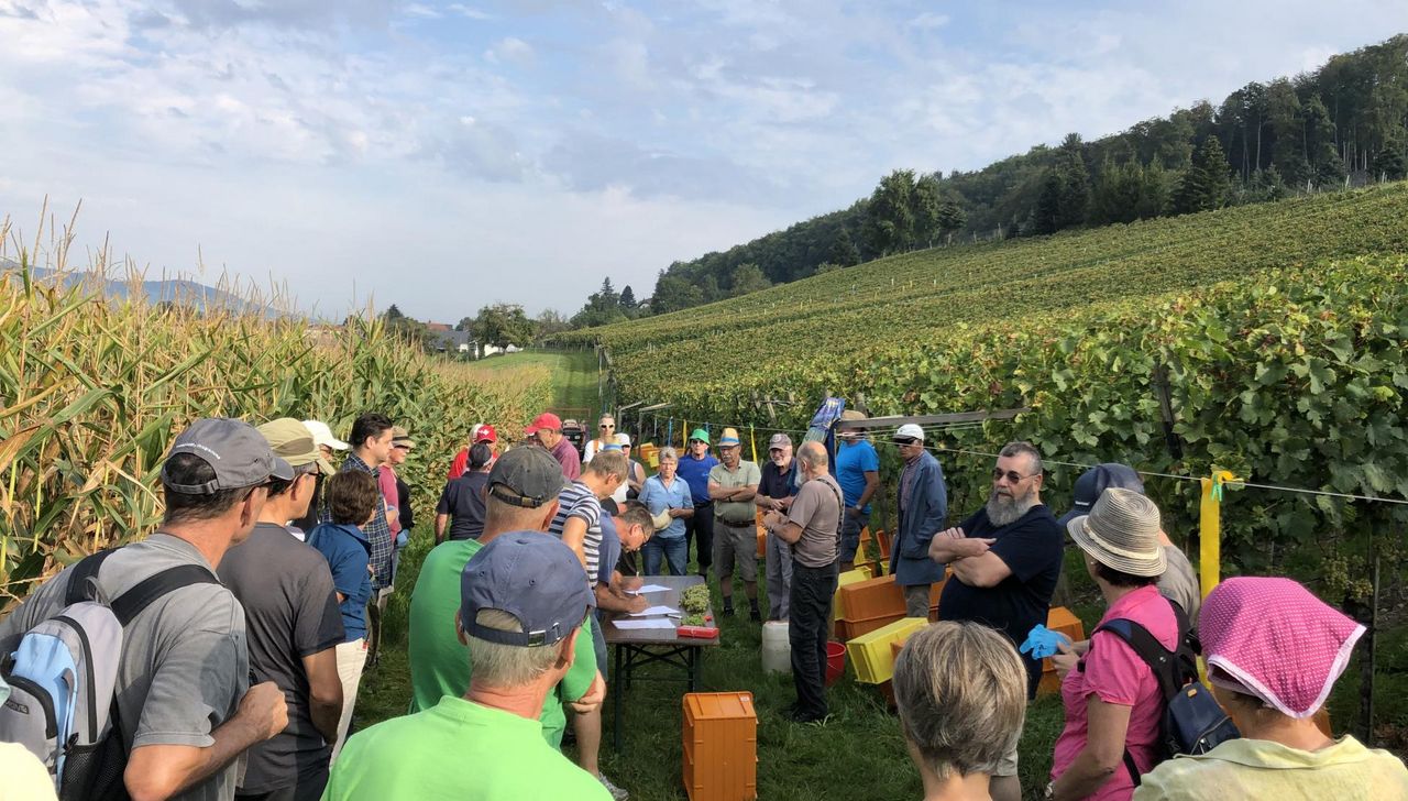 Weinlese im Saffergarten in Altwis mit Winzern bei der Traubenernte.