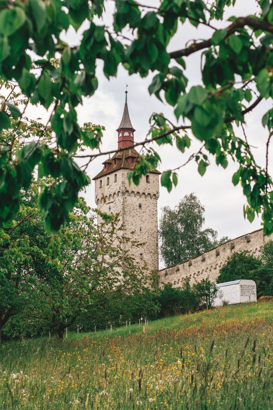 Der Wachtturm der Museggmauer ragt hinter grünen Blättern und Bäumen auf, davor eine blühende Wiese und Teile der historischen Stadtmauer unter einem hellen Himmel.