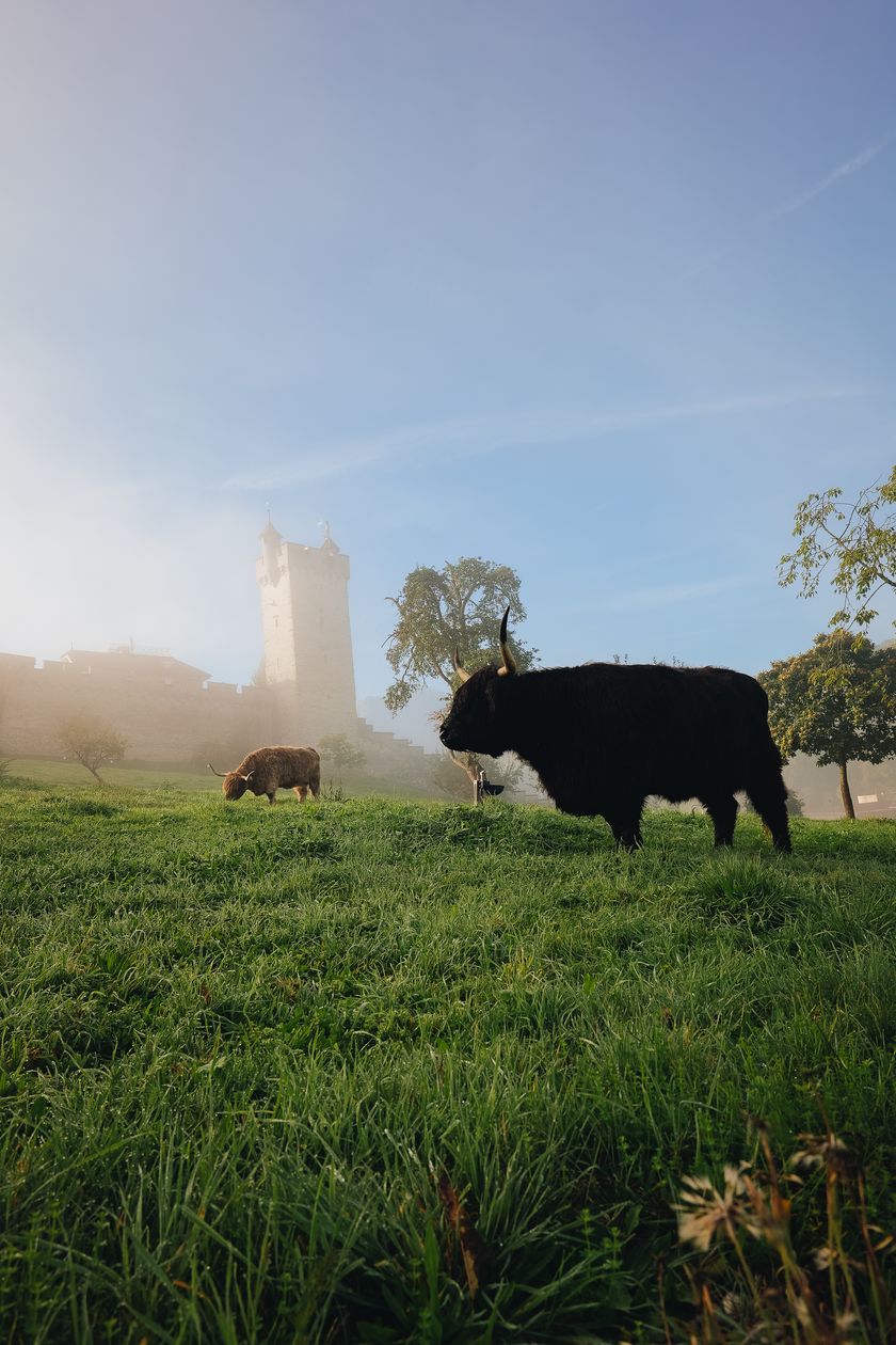 Zwei langhaarige Kühe weiden auf einer grünen Wiese vor einer alten Stadtmauer mit Turm im Morgennebel; ein blauer Himmel und Bäume im Hintergrund.