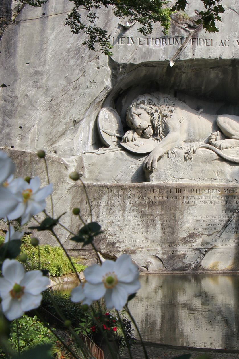 In einen Felsen gehauenes Relief eines Löwen, das Löwendenkmal in Luzern, umrahmt von weissen Herbstanemonen im Vordergrund und einem kleinen Teich davor.