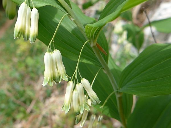 Das Vielblütige Salomonssiegel im Frühjahr