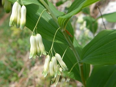 Das Vielblütige Salomonssiegel im Frühjahr Das Vielblütige Salomonssiegel im Frühjahr